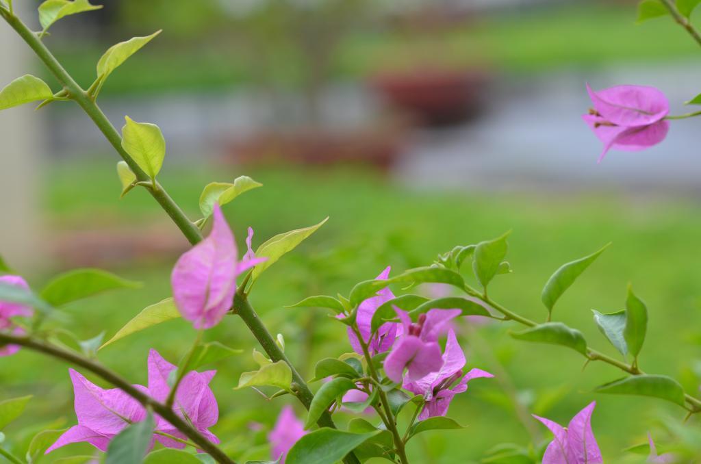 Sai Gon Kim Lien Hotel Vinh City Eksteriør bilde
